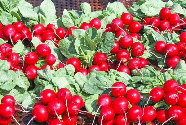 Fruits and vegetables from the Country Life Center farm, just 60 miles away, star in the Wallace House’s Farm to Table Dinners. (Courtesy of the Wallace Centers of Iowa)