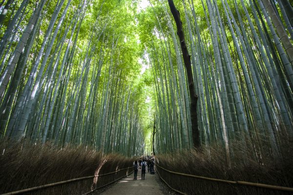The bamboo forest in Arashiyama District. (Annie Wu/Epoch Times)